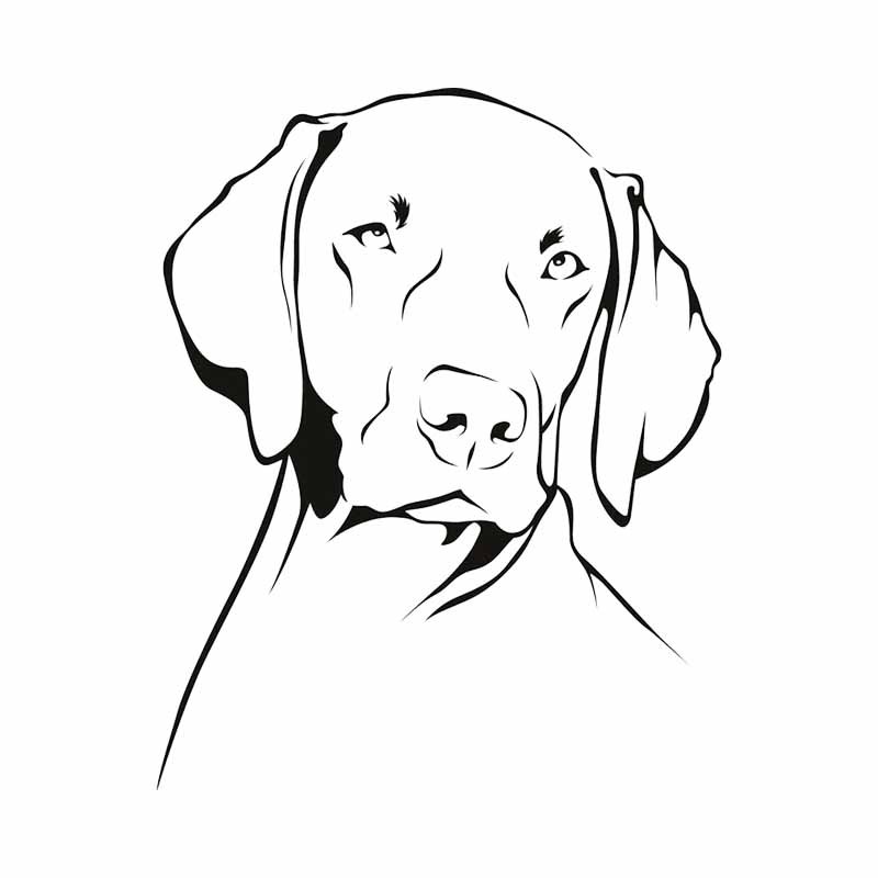 ملصق فينيل PVC مقاوم للماء على - مراجعة Motorcycle Gear For Dogs وسعره